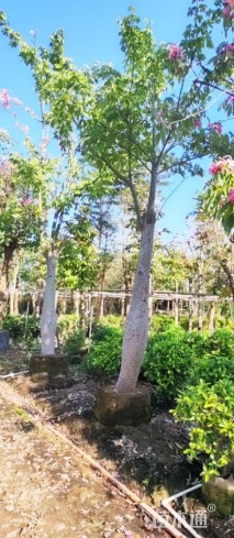 22公分大腹木棉