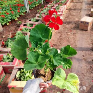 高度32厘米天竺葵