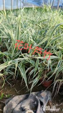 高度20厘米花叶芦竹