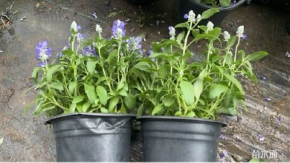 高度35厘米鼠尾草