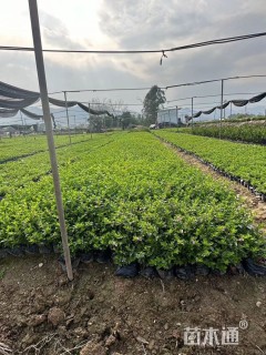 高度15厘米满天星