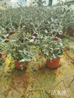 高度25厘米灌从石蚕