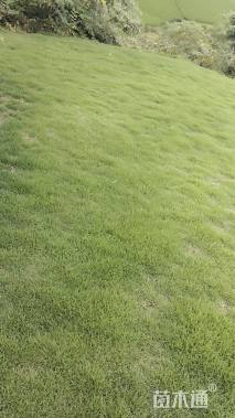 草块状草皮
