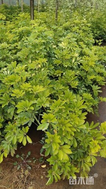 高度50厘米鸭脚木