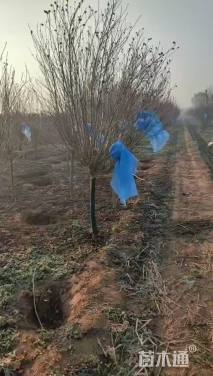 高度200厘米木槿