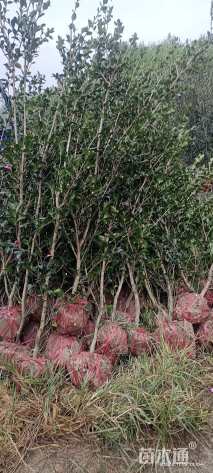 高度149厘米茶梅