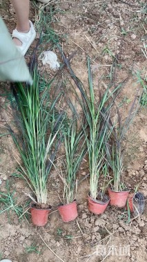 高度20厘米紫叶狼尾草