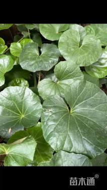 高度30厘米大吴风草