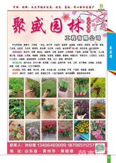 高度10厘米黑心菊