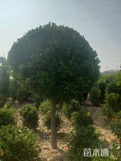 高度150厘米大叶黄杨