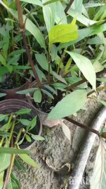 高度20厘米金边吊兰