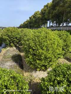 冠幅80厘米金边黄杨球