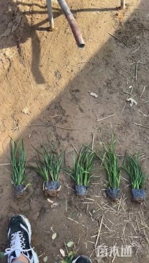 高度30厘米麦冬