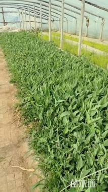 高度30厘米水生美人蕉