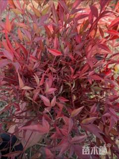 高度50厘米南天竹