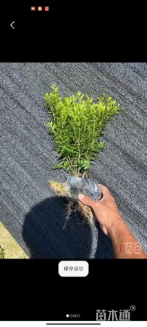 高度20厘米金叶满天星