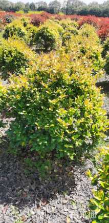 高度100厘米金森女贞