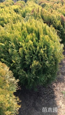 冠幅120厘米洒金柏球