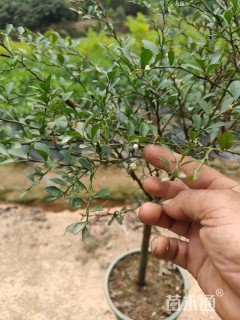 高度80厘米柠檬