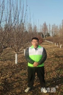 10公分西府海棠