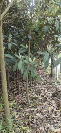 10公分高杆女贞