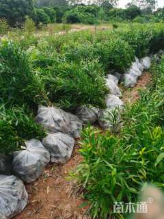 0.5公分台湾相思树