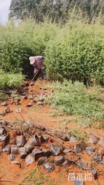 高度80厘米雪松小苗