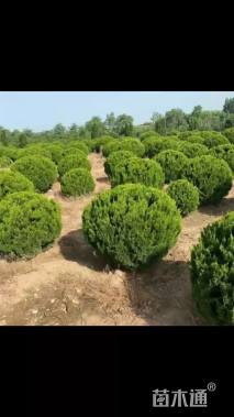 冠幅180厘米龙柏球