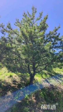 高度300厘米油松