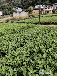 高度30厘米板栗