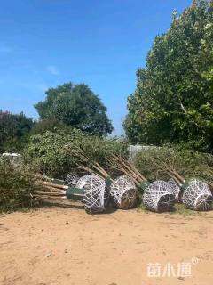 高度400厘米丛生大叶女贞