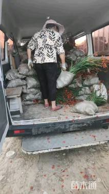 高度50厘米火星花