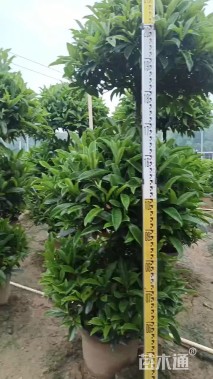 高度150厘米非洲茉莉