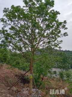 高度400厘米丛生元宝枫