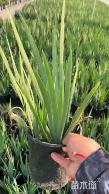 高度40厘米鸢尾