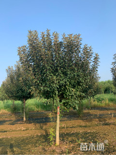 12公分北美海棠