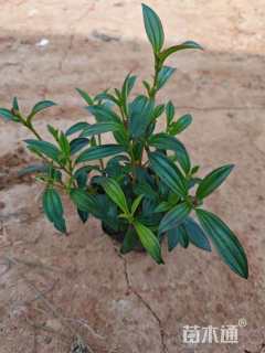 高度25厘米牡丹