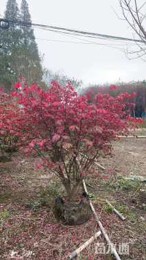 移栽苗火焰卫矛球