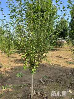 高度250厘米木槿