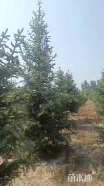 高度250厘米云杉