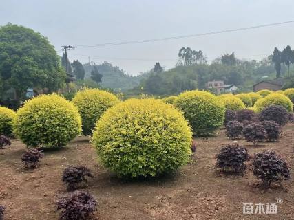 冠幅150厘米金禾女贞球