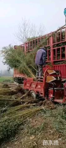 1公分青竹复叶槭