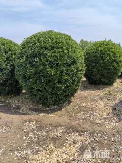 冠幅250厘米大叶黄杨球