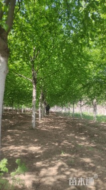 17公分紫叶稠李