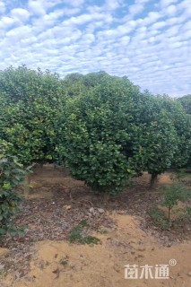 高度300厘米茶花