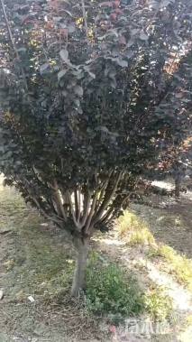 15公分紫叶李