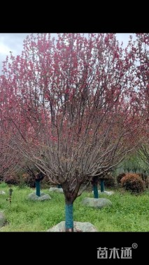 12公分绚丽海棠