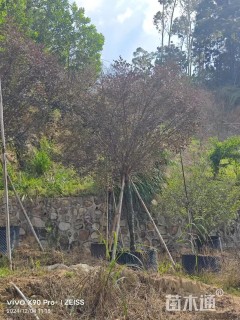 高度300厘米红花继木