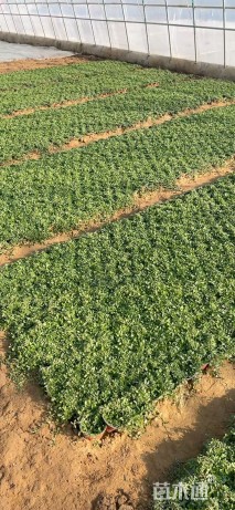 高度10厘米姬岩垂草