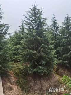 高度400厘米雪松